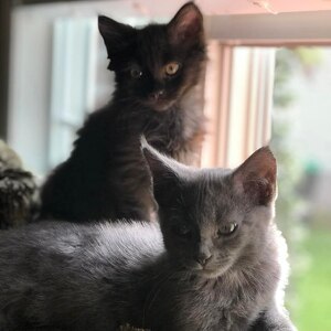 Fundraising Page: Kimberly  Creekmore